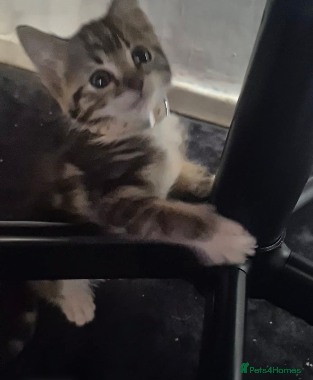 Mixed Breed cats for sale: British short hair cross  (19th July updated) in Stevenage - Image 3