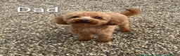 Toy Poodle dogs for sale: Beautiful Toy Poodle Puppies - Advert 11