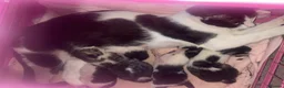 Mixed Breed cats for sale: 3 beautiful babies  - Advert 1