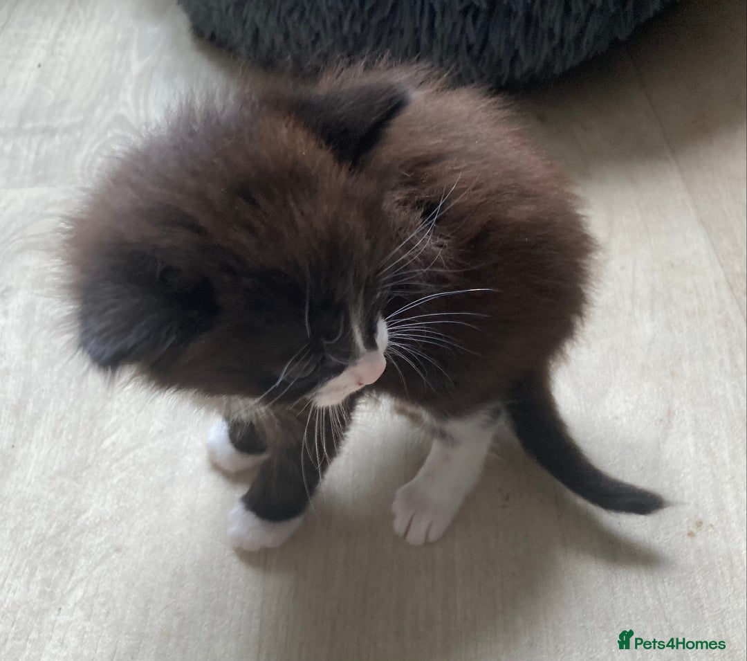 British Shorthair cats for sale: Kittens  - Image 13
