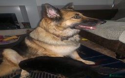 German Shepherd dogs for sale: KC Registered German Shepherd Puppies - Image 7