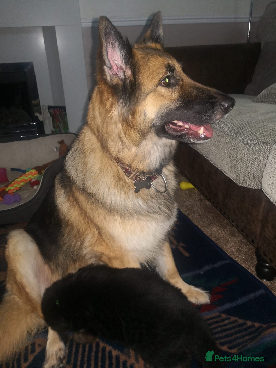 German Shepherd dogs for sale: KC Registered German Shepherd Puppies - Image 7