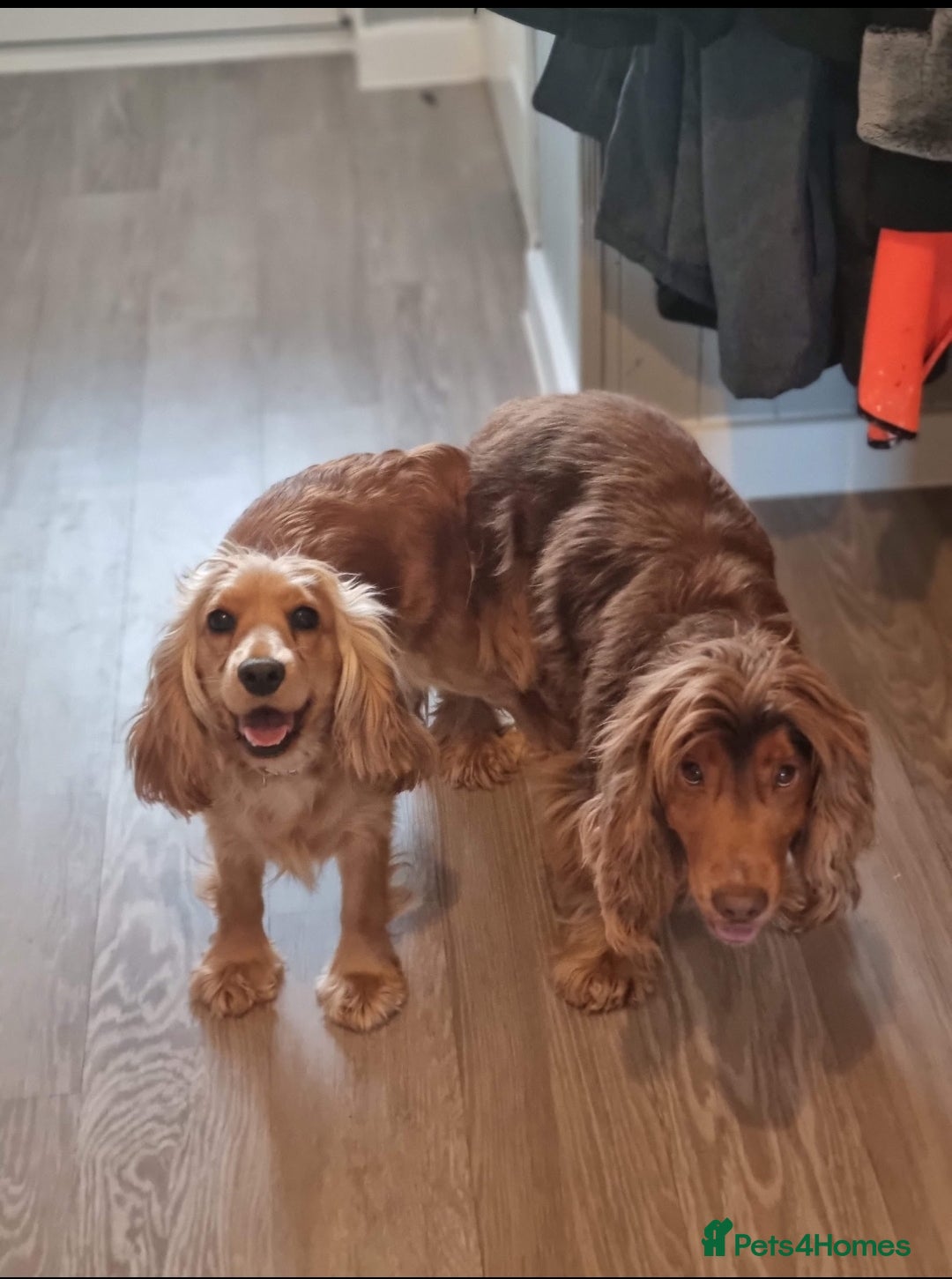 Cocker Spaniel dogs for stud: KC Choc Sable Cocker Spaniel  in Buckingham - Advert 13