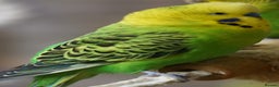Budgerigars birds for sale: Budgies  - Advert 16