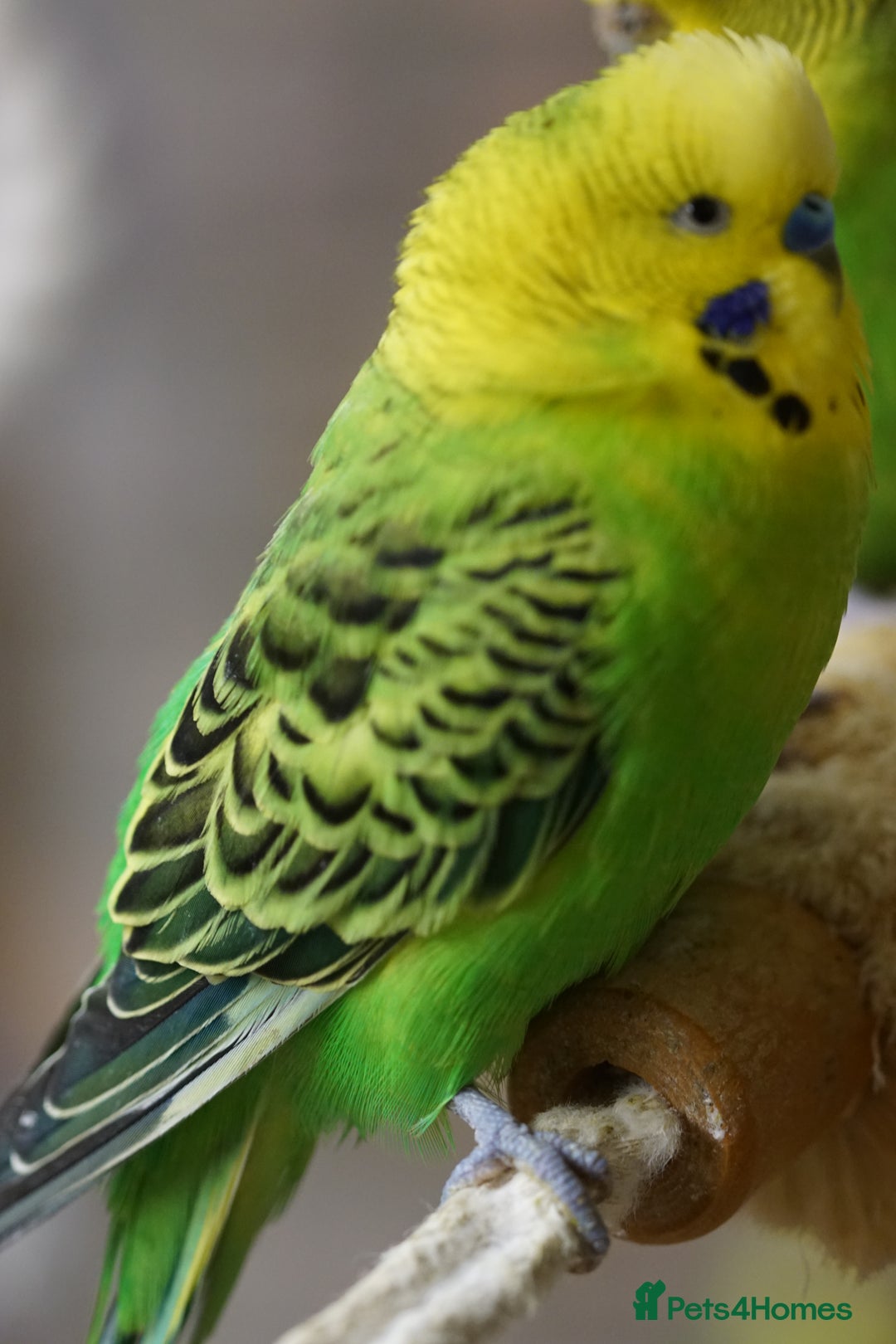 Budgerigars birds for sale: Budgies  - Advert 16