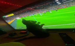 Bengal cats for sale: Frankie. Bengal X Moggy - Image 2