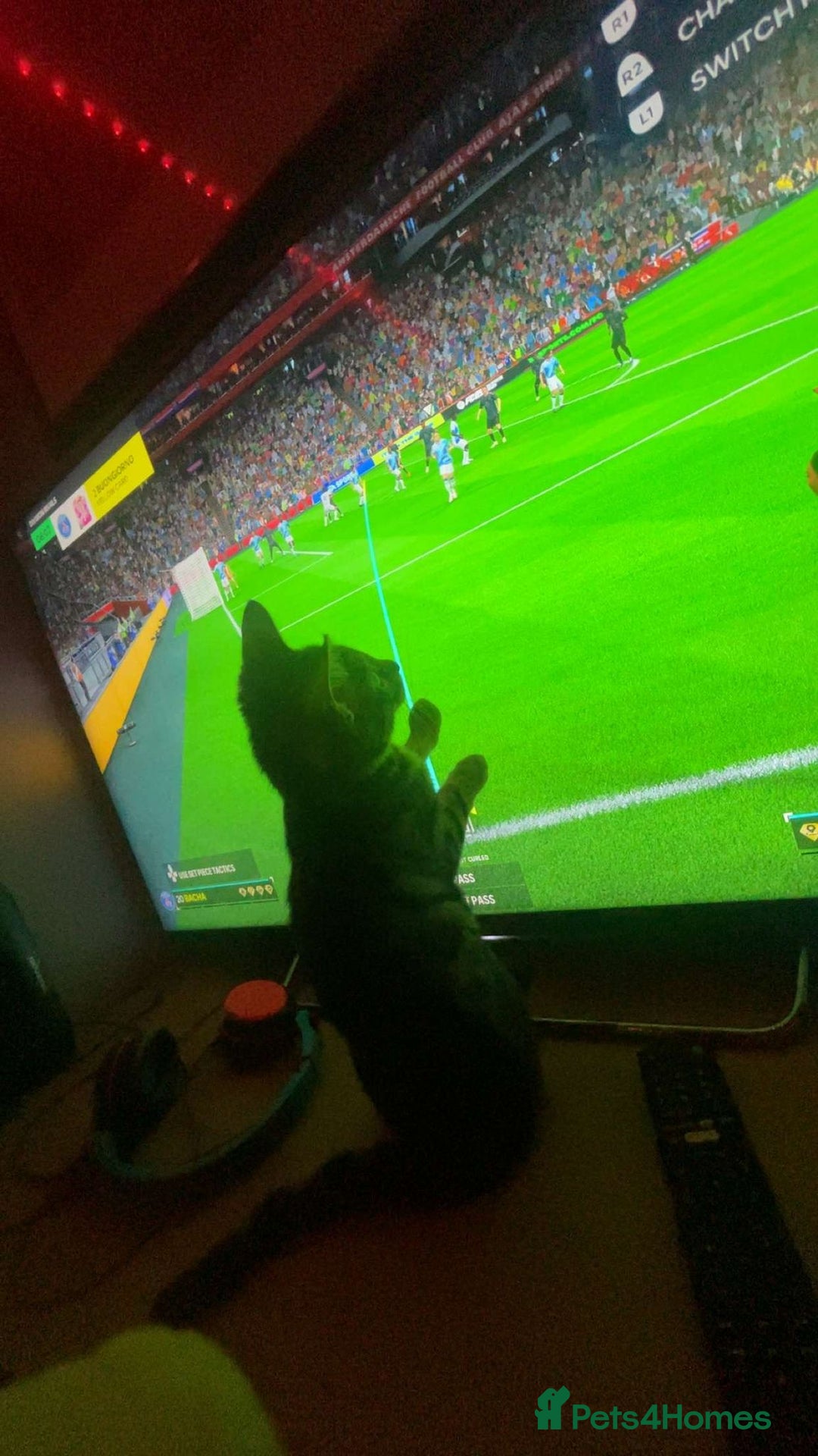 Bengal cats for sale: Frankie. Bengal X Moggy - Image 2