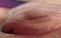 Bracco Italiano dogs for sale: Adorable Bracco Puppies Due 3rd October  - Image 10