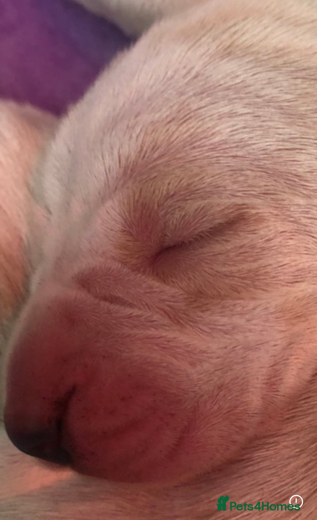 Bracco Italiano dogs for sale: Adorable Bracco Puppies Due 3rd October  - Image 10