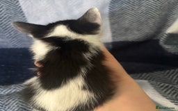 Mixed Breed cats for sale: Domestic cats  - Image 8