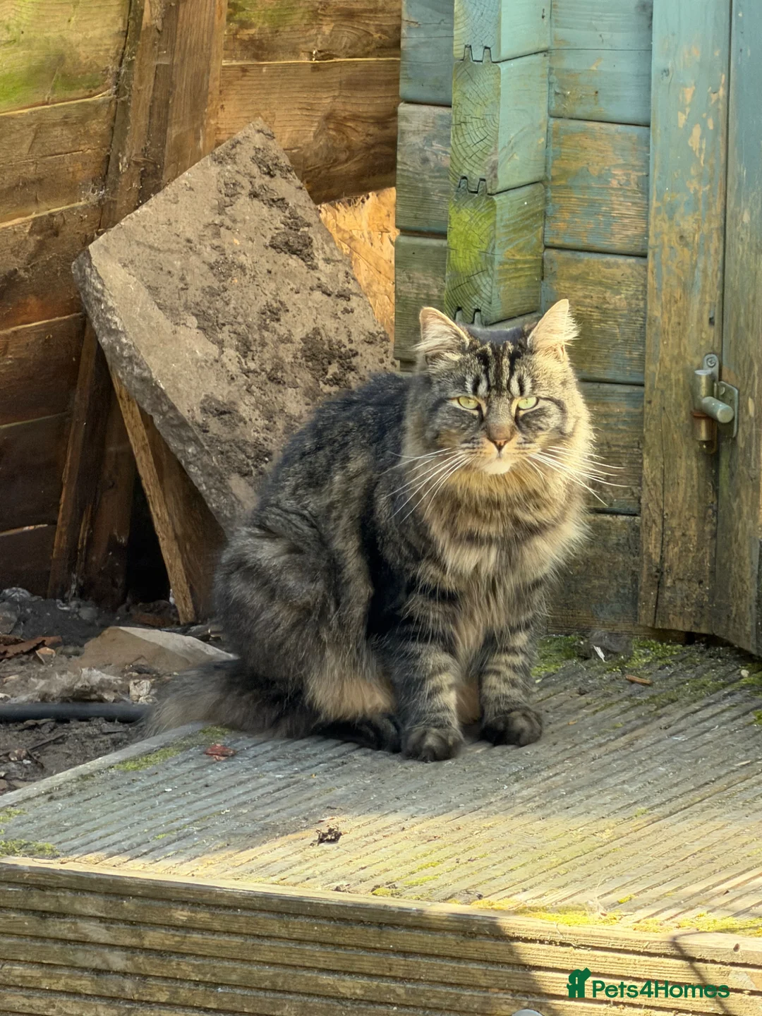 Mixed Breed cats for sale: Sibling Cats (Male/Female) Require Rehoming in London - Advert 1