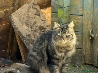 Mixed Breed cats Sibling Cats (Male/Female) Require Rehoming - Advert 3