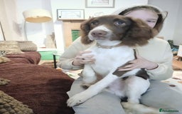 English Springer Spaniel dogs for sale: **SPRINGER SPANIEL, health tested** - Image 1