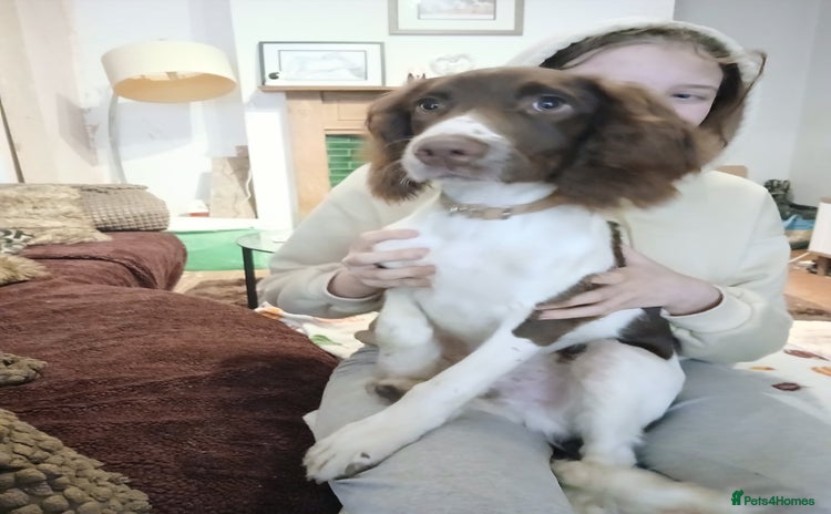 English Springer Spaniel dogs - Advert 3