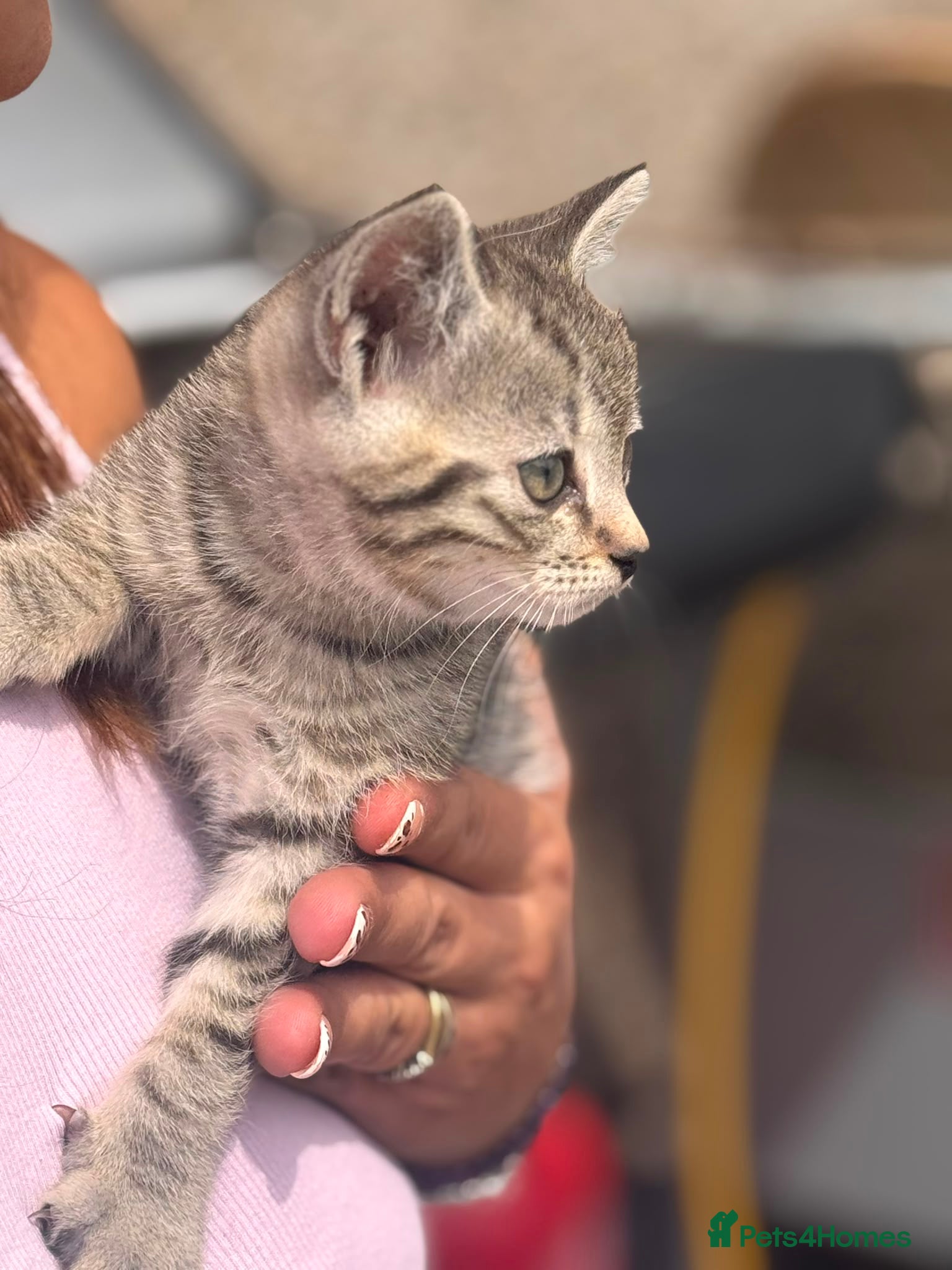 Scottish Fold cats Ready now 🐾Scottish straight cross kittens  - Advert 7