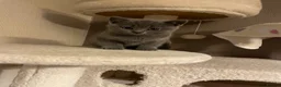 British Shorthair cats for sale: British shorthair Blue kittens - Advert 1