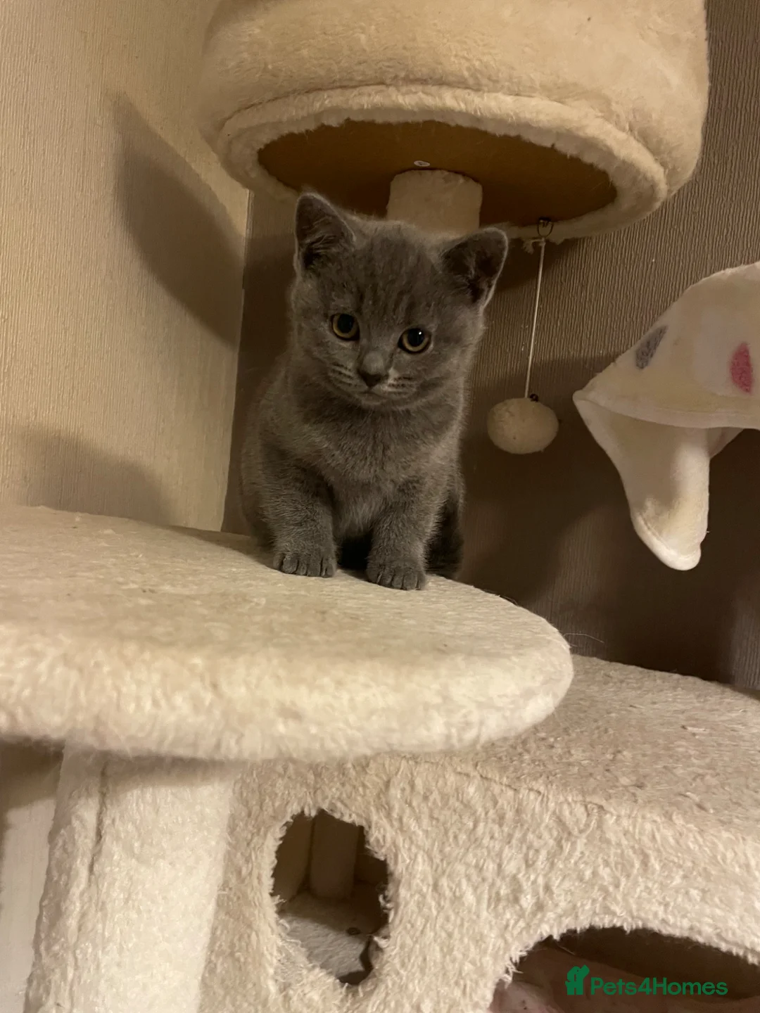 British Shorthair cats for sale: British shorthair Blue kittens - Advert 1