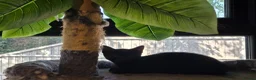 Maine Coon cats for sale: Maine coon half breed. - Advert 11