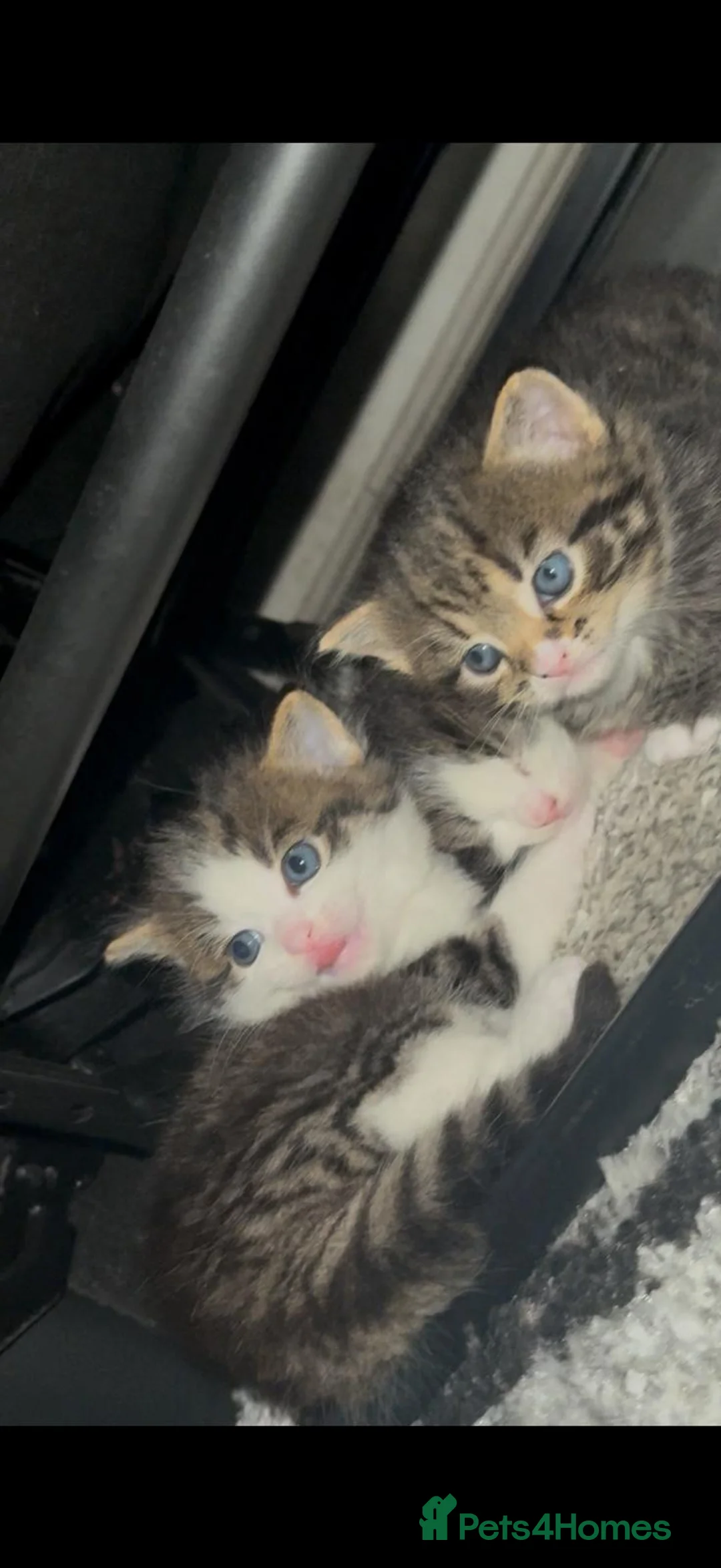 Mixed Breed cats for sale: Mixed Benegal Kittens  - Advert 2