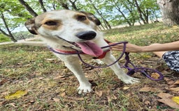 Mixed Breed dogs for adoption: Meet Tim, currently residing in Essex  - Image 9
