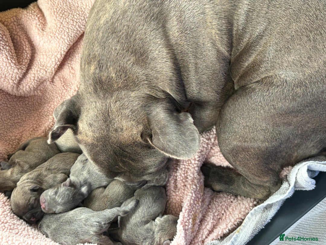 French Bulldog dogs for sale: French bulldog Pups  - Image 2