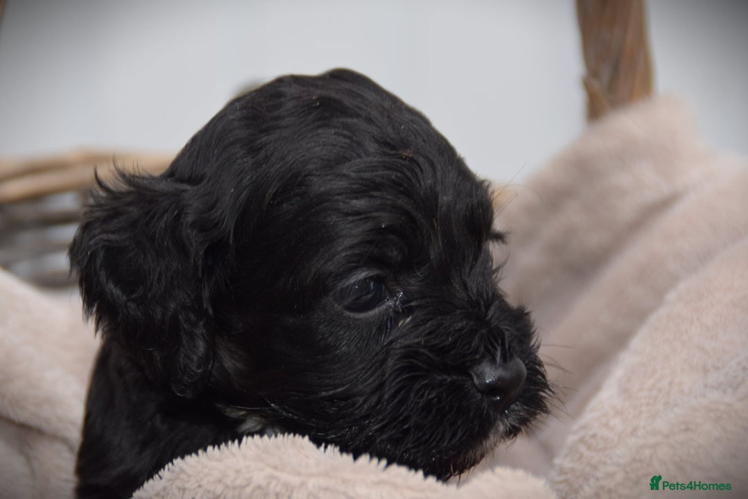 Cockapoo dogs for sale: American cockapoos (yankydoodles)  - Advert 16