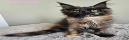 Maine Coon cats for sale: Beautiful Maine Coon kittens  - Advert 24