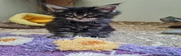 Maine Coon cats for sale: Giants maine coon kittens  in Aylesbury - Advert 10