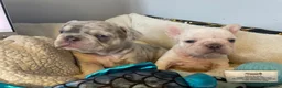 French Bulldog dogs for stud: Lilac platinum french bulldog stud in Portsmouth - Advert 13