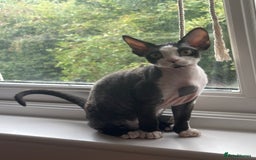 Devon Rex cats for sale: 標題可以是：  Adorable Kittens Looking for Loving Homes - Advert 2