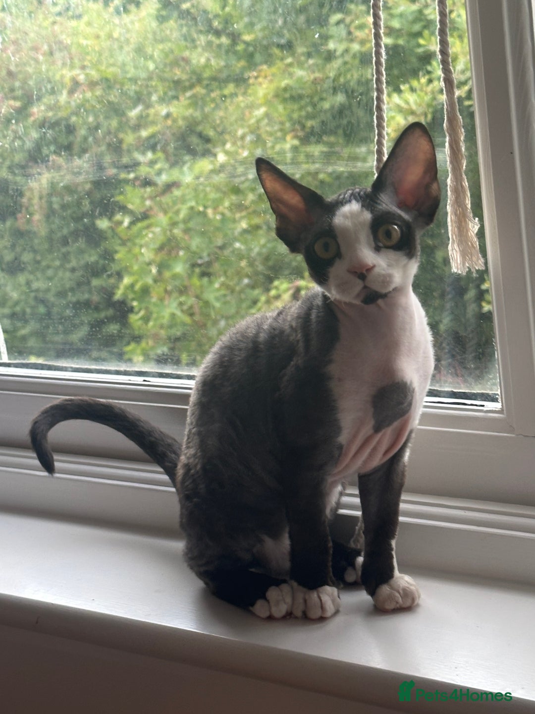 Devon Rex cats for sale: 標題可以是：  Adorable Kittens Looking for Loving Homes - Advert 2