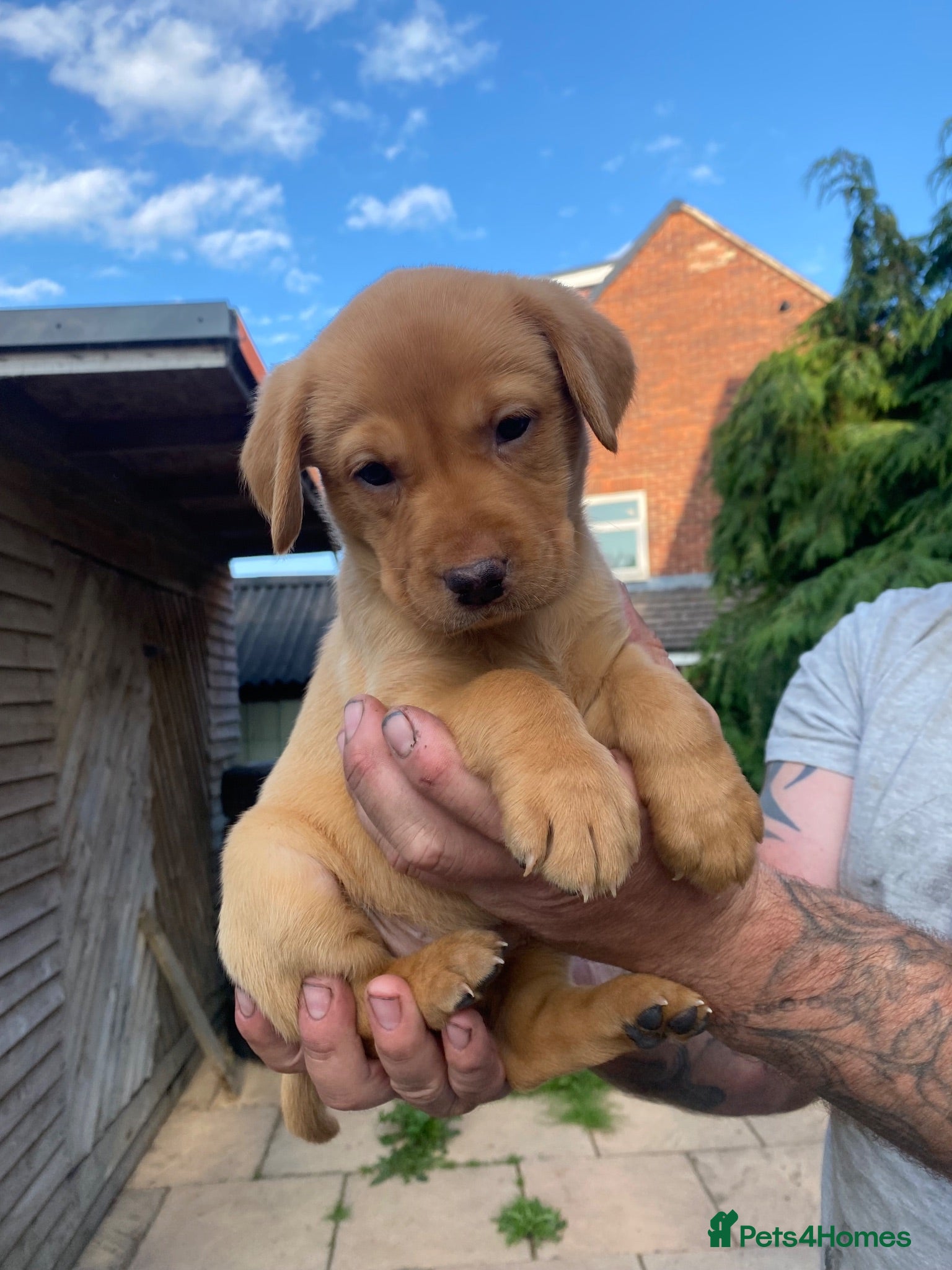 Labrador Retriever dogs Exceptional Field Trial Champion Lines KC Lab Pups - Advert 1