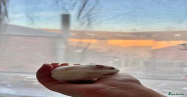 Hamster rodents - Advert 4