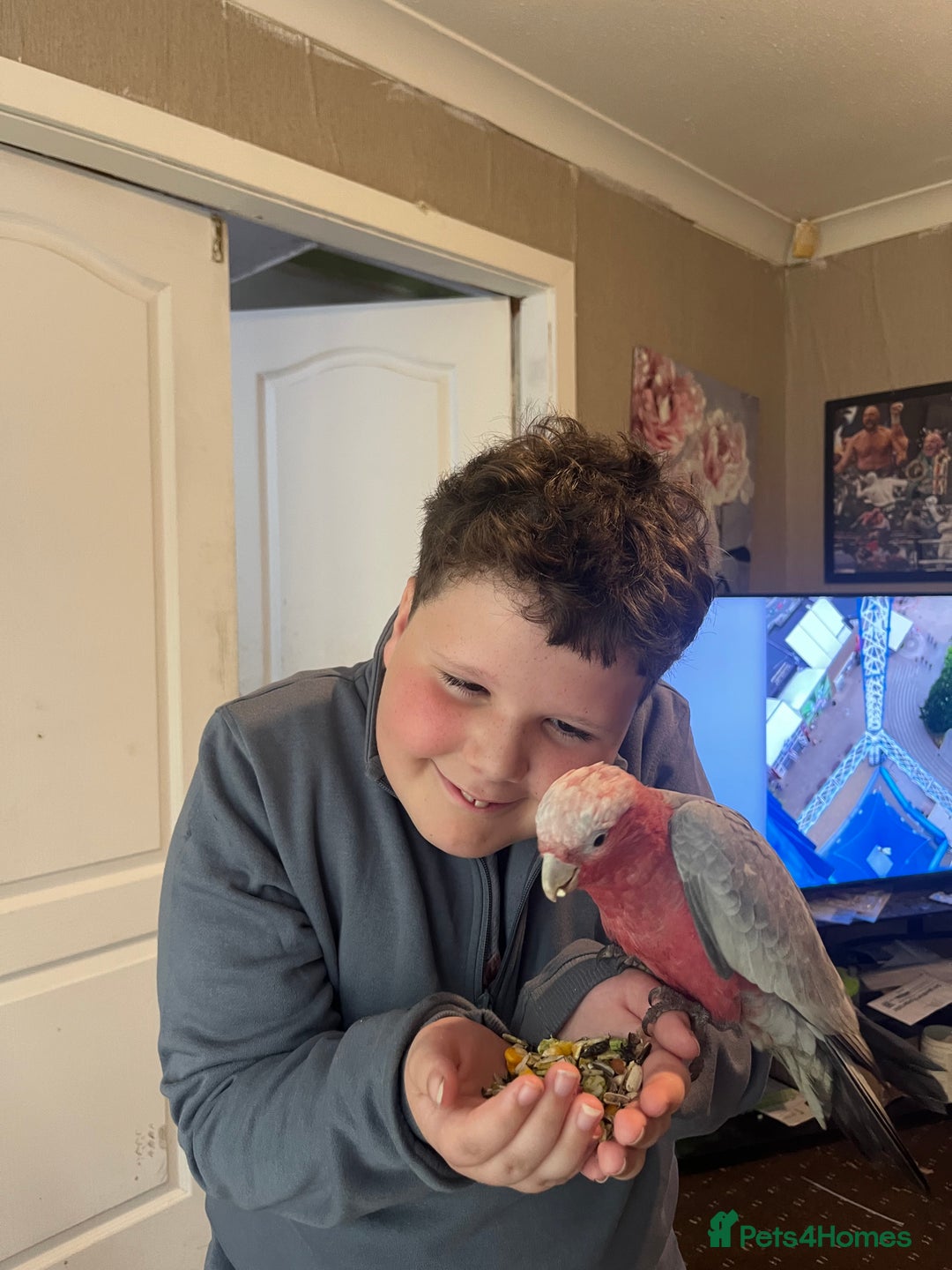 Parakeets birds for sale: Galah cockatoo  - Advert 19