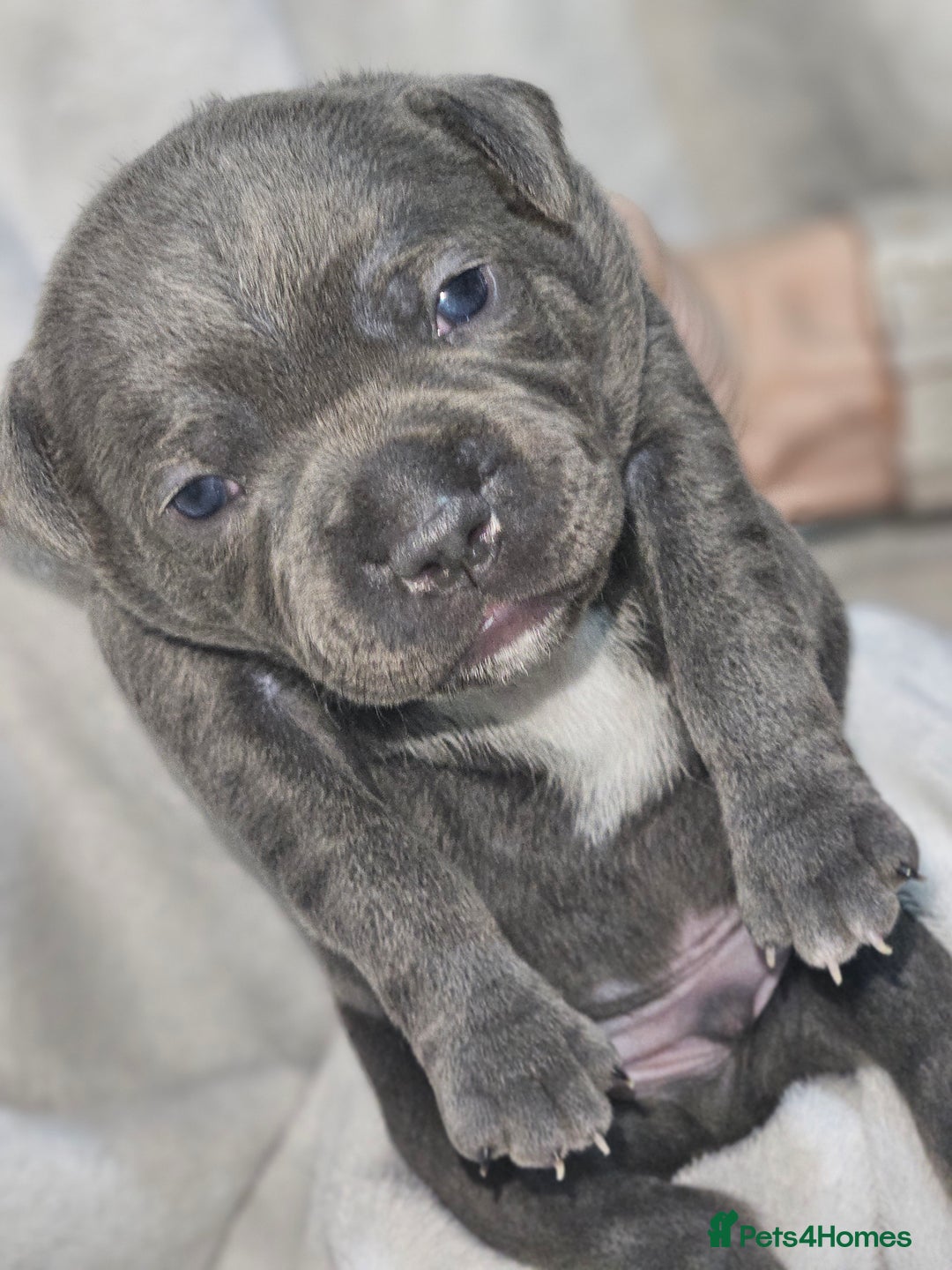 Staffordshire Bull Terrier dogs for sale: Beautiful chunky blues! - Advert 11