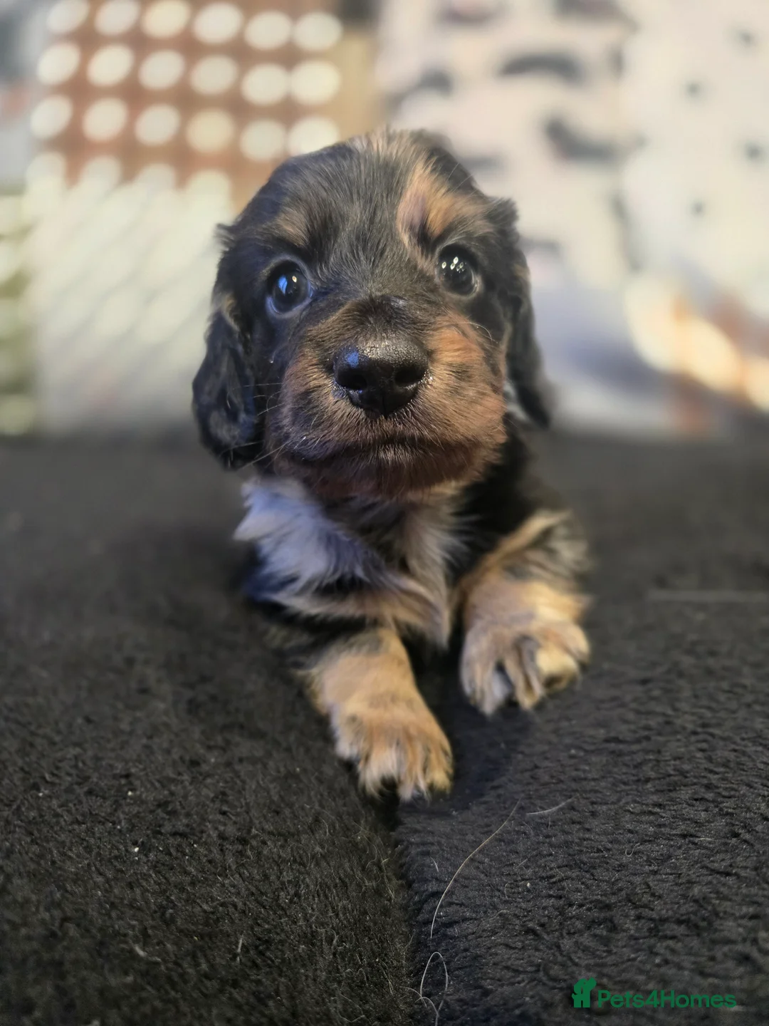 Miniature Dachshund dogs for sale: ✨️Kc registered stunning miniature dachshunds ✨️ - Advert 4