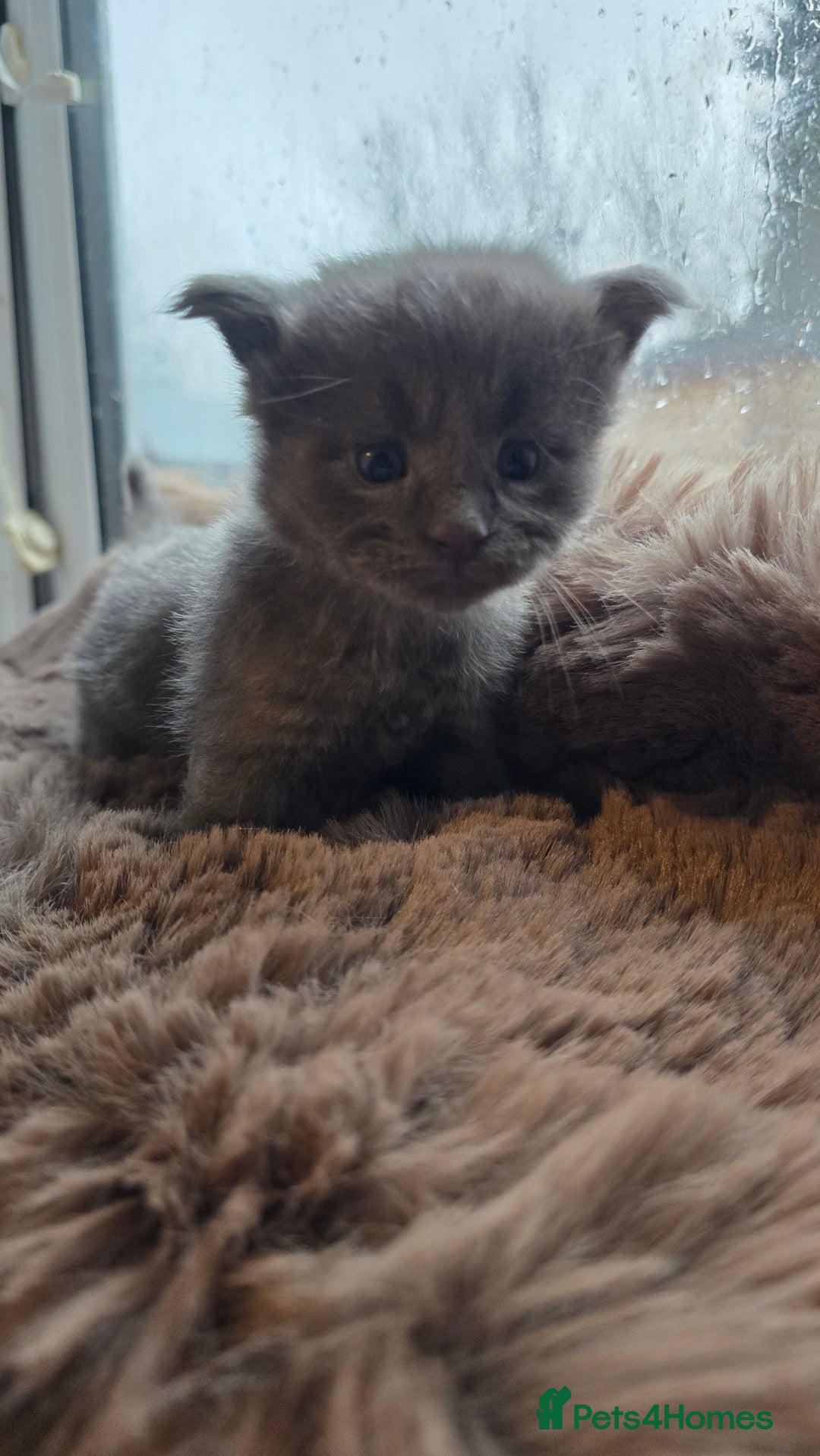 Maine Coon cats for sale: Stunning Mainecoons - Advert 4