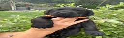 Labrador Retriever dogs for sale: Beautiful KC Black Labrador Retriever Puppies  - Advert 3