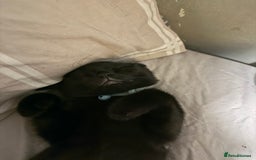 British Shorthair cats for sale: 2x male kittens ready to go now  - Image 5