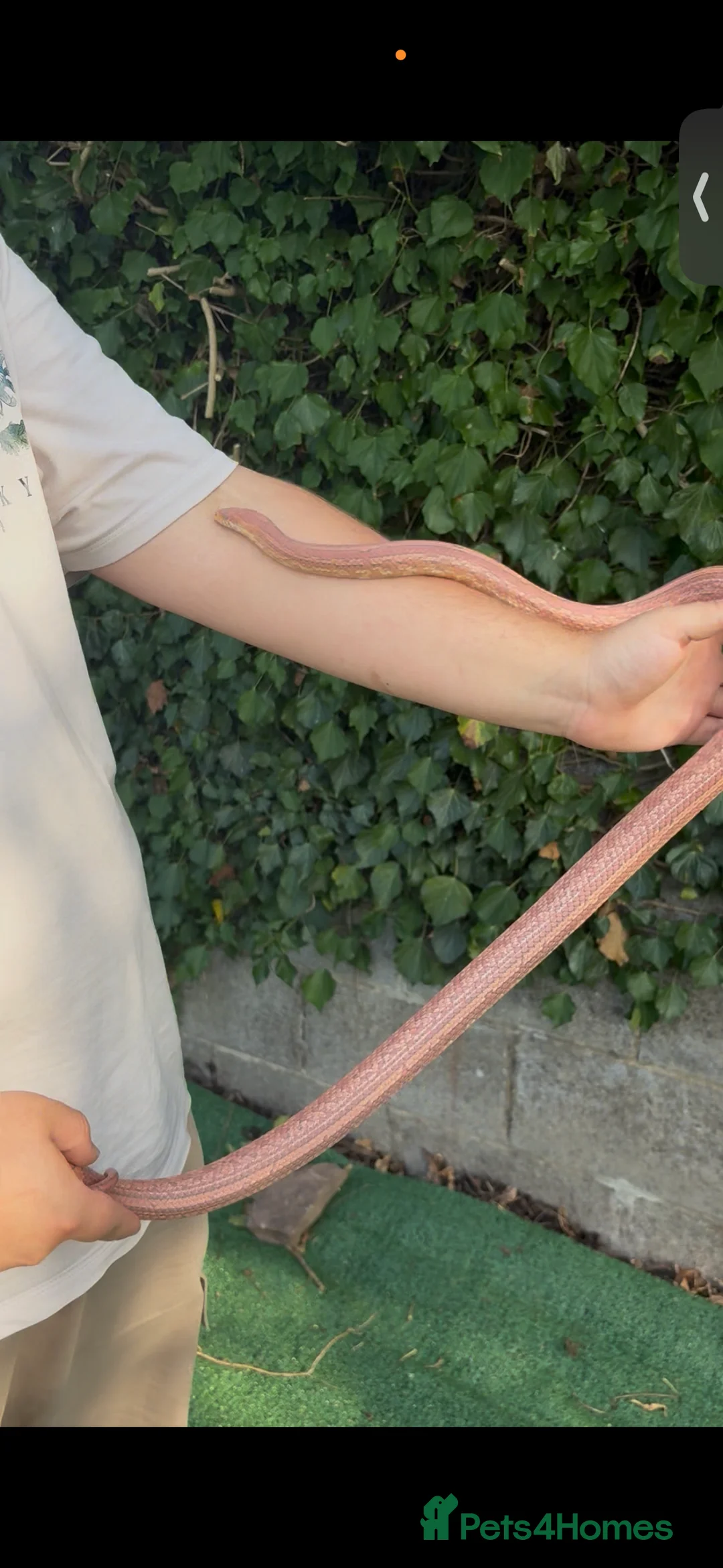 Mixed Breed reptiles for sale: Male corn snake for sale (proven breeder) - Advert 2