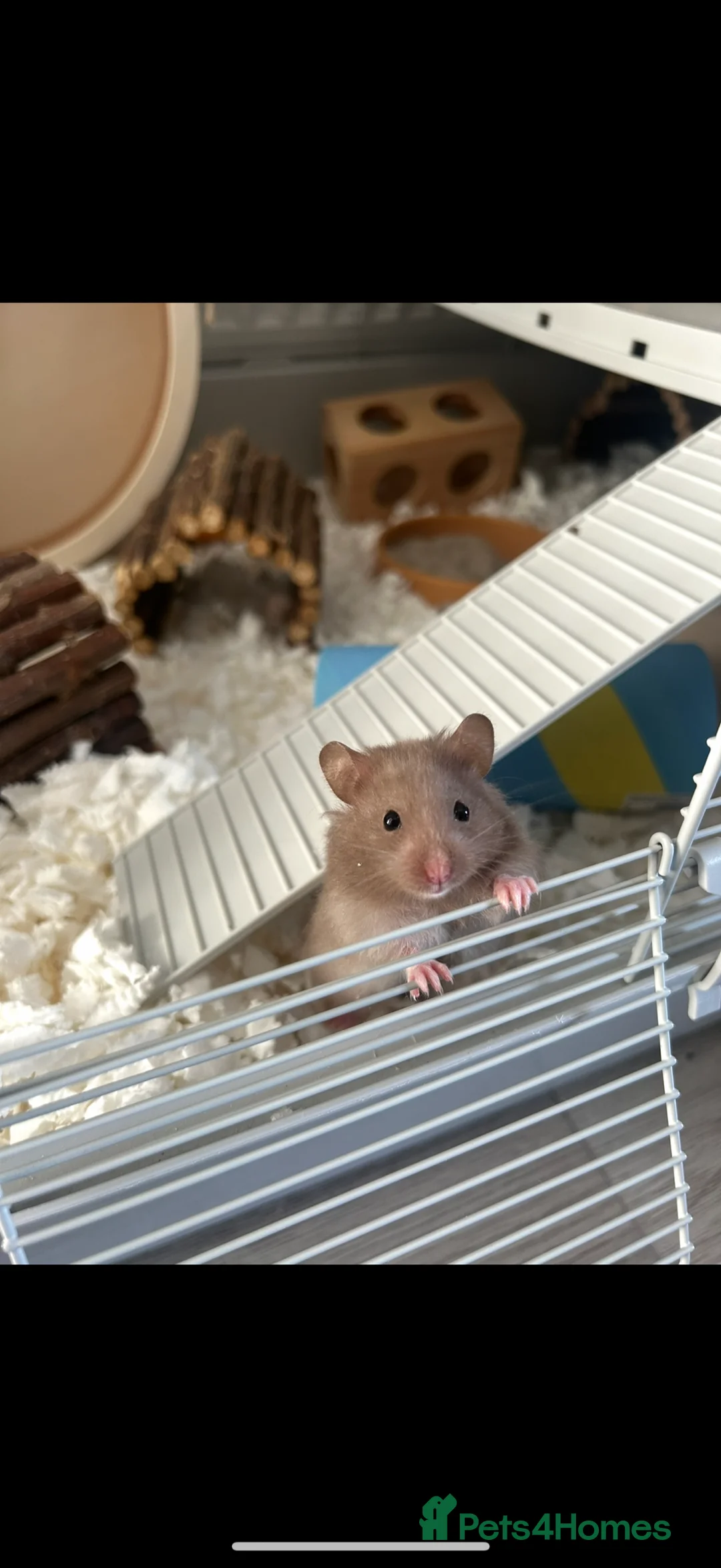 Hamster rodents for sale: hamster for adoption  - Advert 1