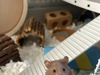 Hamster rodents Gentle hamster for adoption - Advert 5