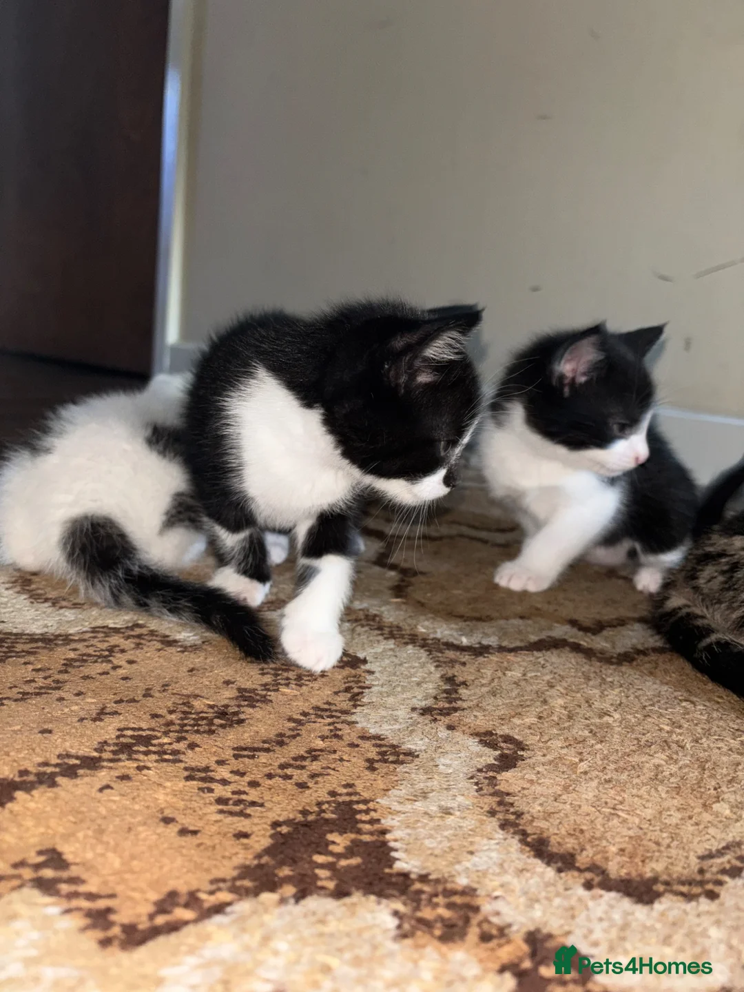 Mixed Breed cats for sale: 2 male Tuxedo kittens in Salford - Advert 7
