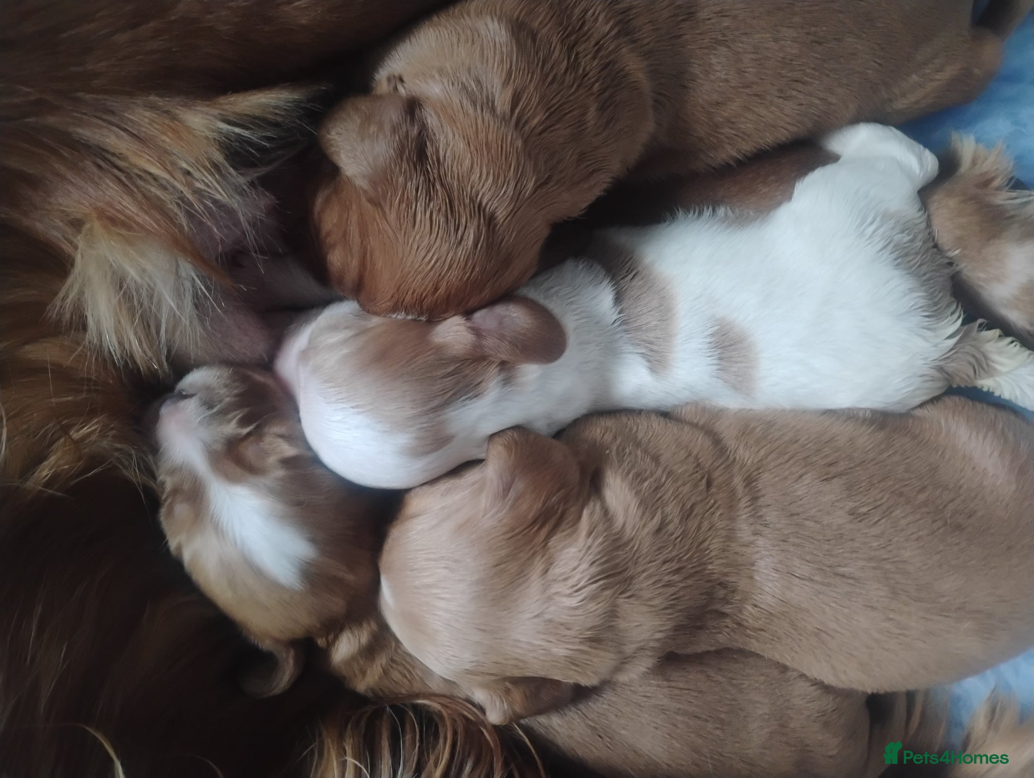Cocker Spaniel dogs KC COCKER SPANIEL FULLY HEALTH TESTED PARENTS  - Advert 2