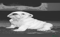 English Bulldog dogs for sale: Kc reg  1 White & Red boy only fully vaccinated  - Image 20