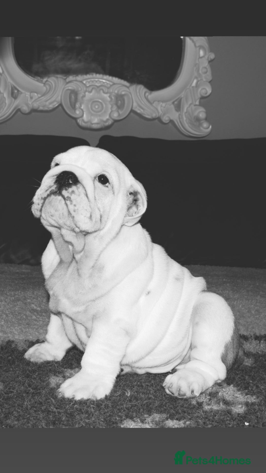 English Bulldog dogs for sale: Kc reg  1 White & Red boy only fully vaccinated  - Image 20