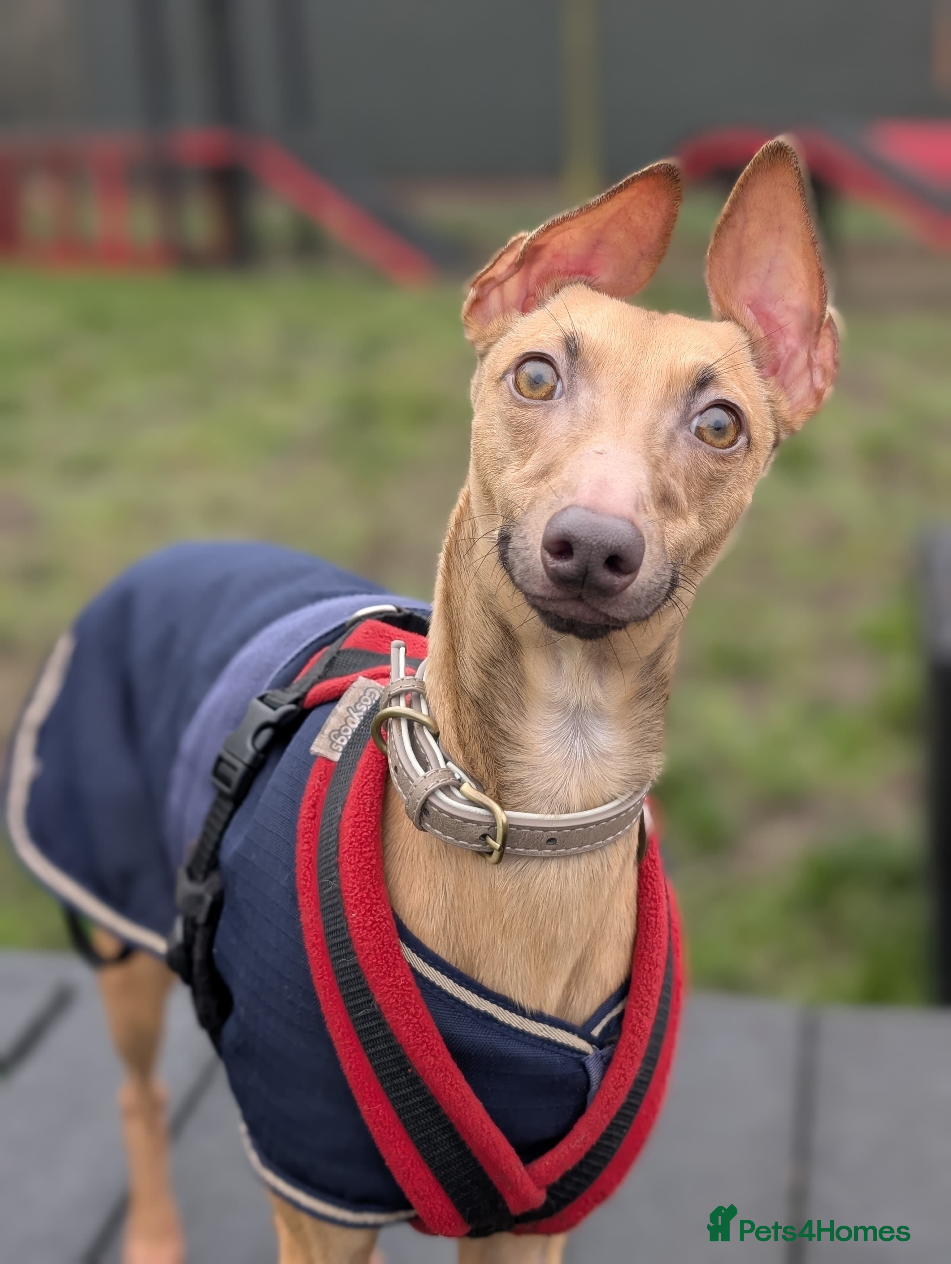 Italian Greyhound dogs Mateo - Advert 7