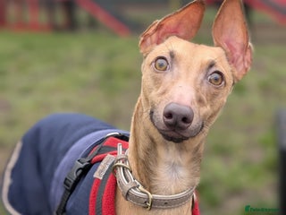Italian Greyhound dogs Mateo - Advert 8