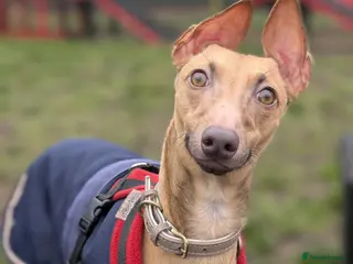 Italian Greyhound dogs Mateo - Advert 1