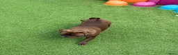 Pug dogs for sale: Solid chocolate pug female  - Advert 9